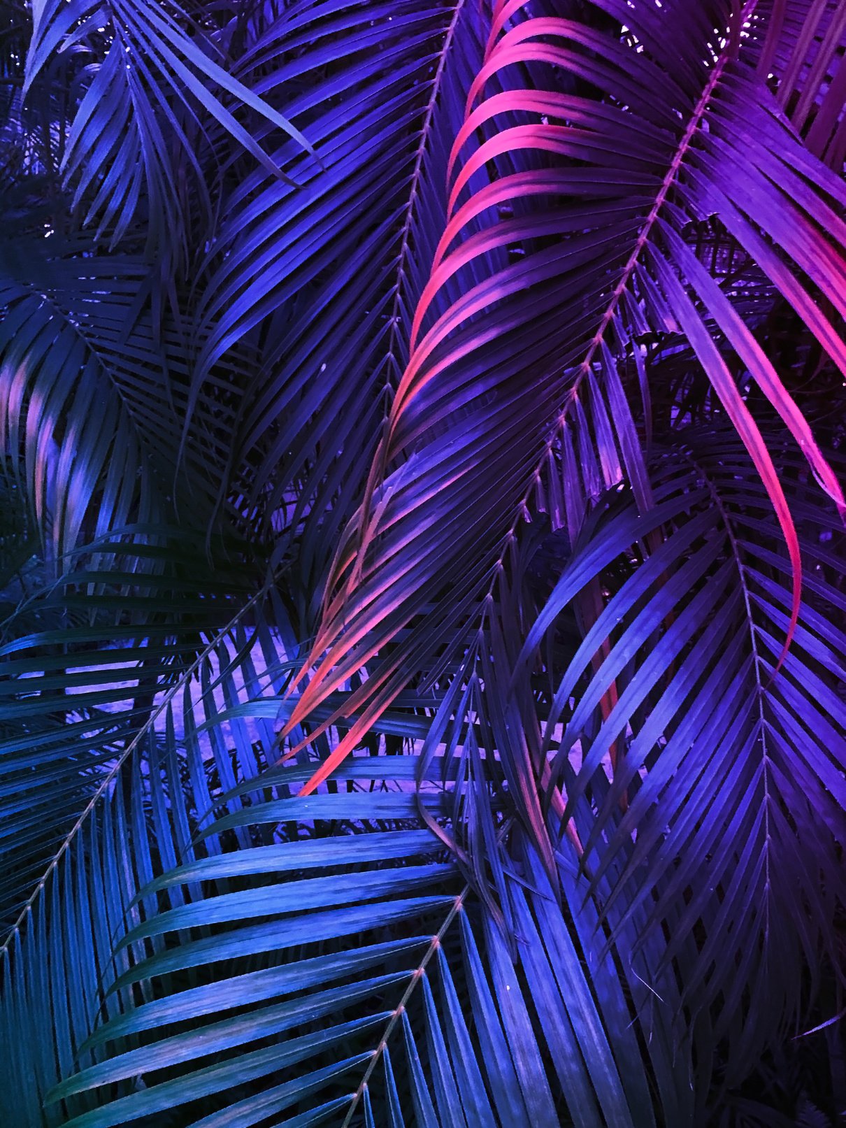 tropical summer vertical background, exotic leaf with neon party glow